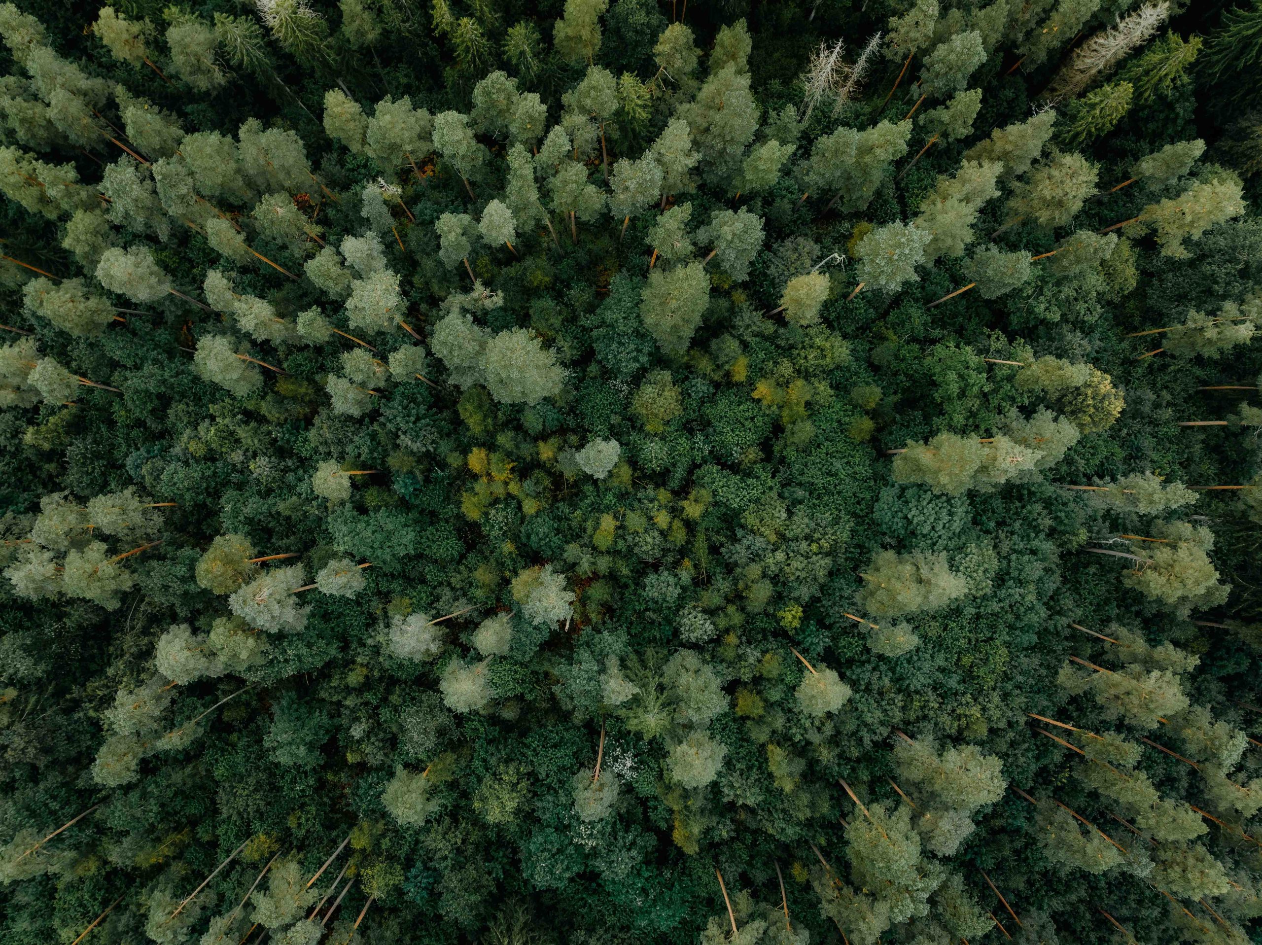 First post